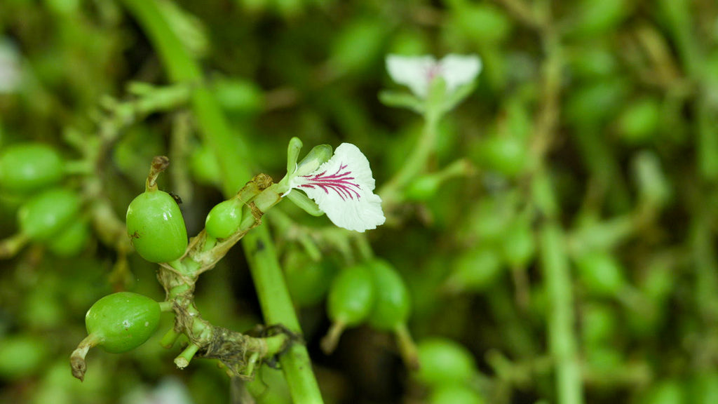 Cardamom Exporters in Kerala: The Spice Route of the World