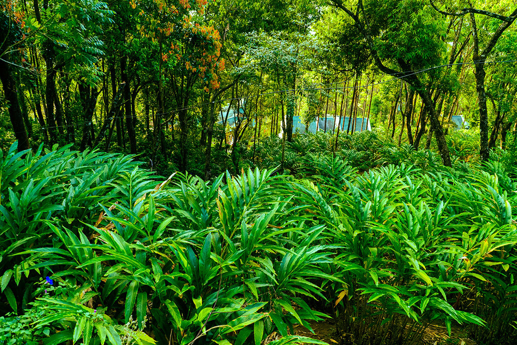 Cardamom Manufacturers in India: Cultivating the Queen of Spices