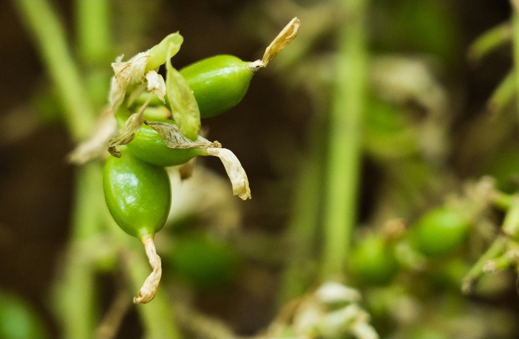 The Small Wonder Called Alleppey Green Cardamom