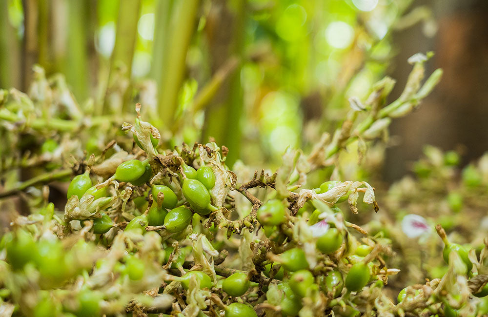 Emperor Akbar Cardamom - Largest exporter of green cardamom from India